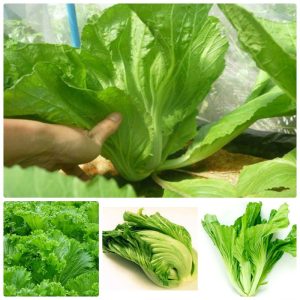 Gói 10g hạt giống cải bẹ dưa