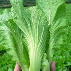 Gói 10g hạt giống cải bẹ dưa