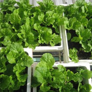 Gói 10g hạt giống cải bẹ dún