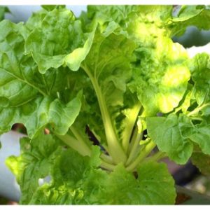 Gói 10g hạt giống cải bẹ dún