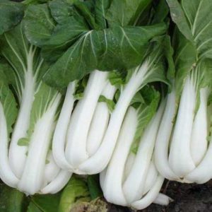 Gói 10g hạt giống cải bẹ trắng