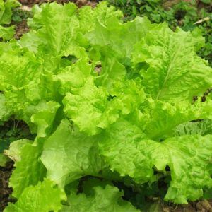 Gói 20g hạt giống cải bẹ vàng