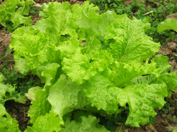 cai-be-vang-1 Gói 20g hạt giống cải bẹ vàng