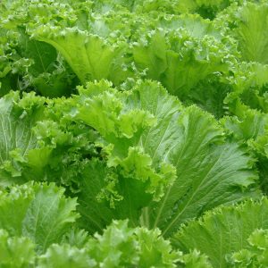 Gói 20g hạt giống cải bẹ vàng