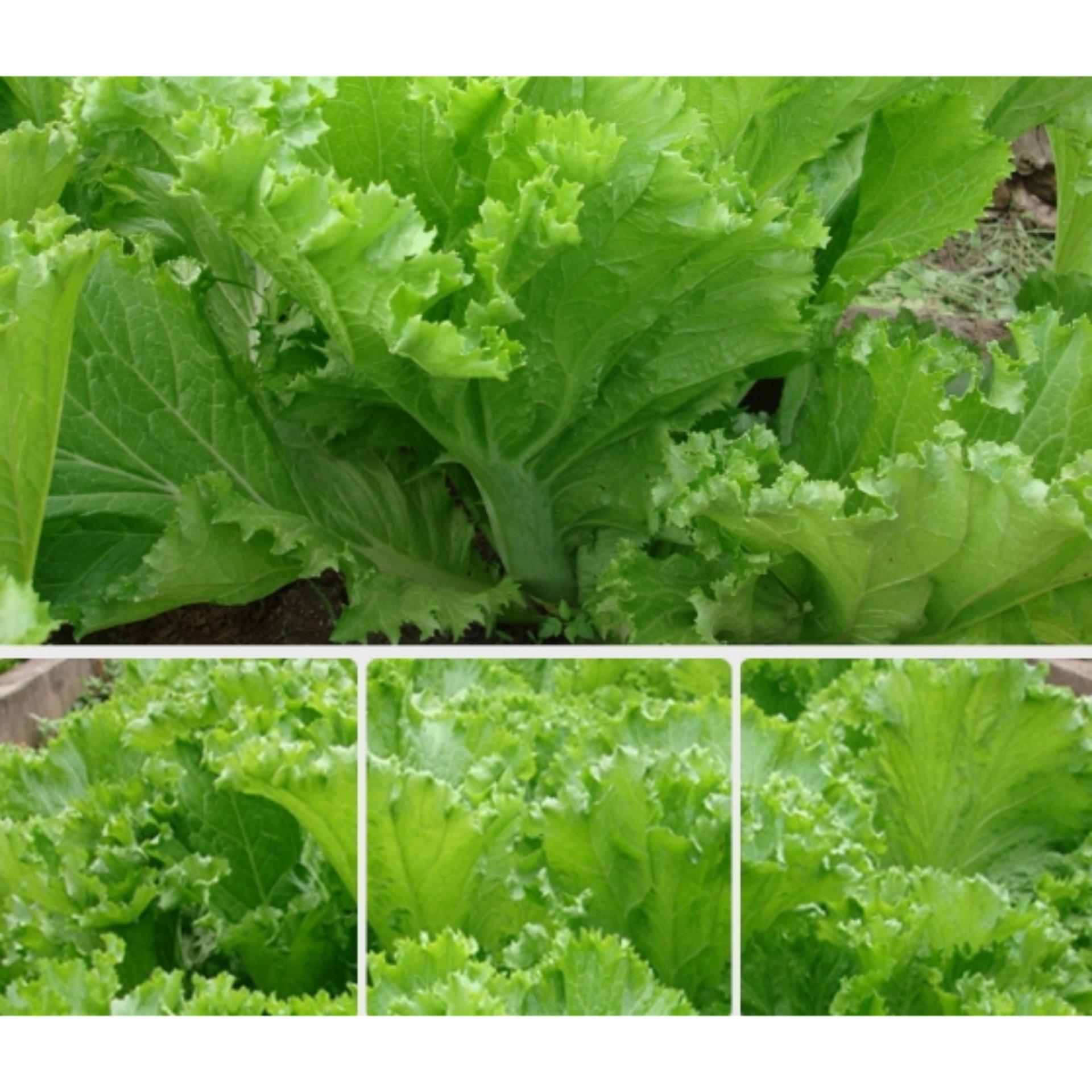 Gói 20g hạt giống cải bẹ vàng