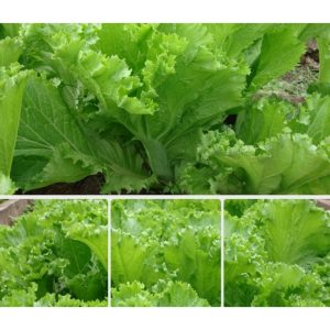 Gói 20g hạt giống cải bẹ vàng