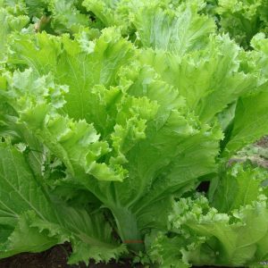 Gói 20g hạt giống cải bẹ vàng