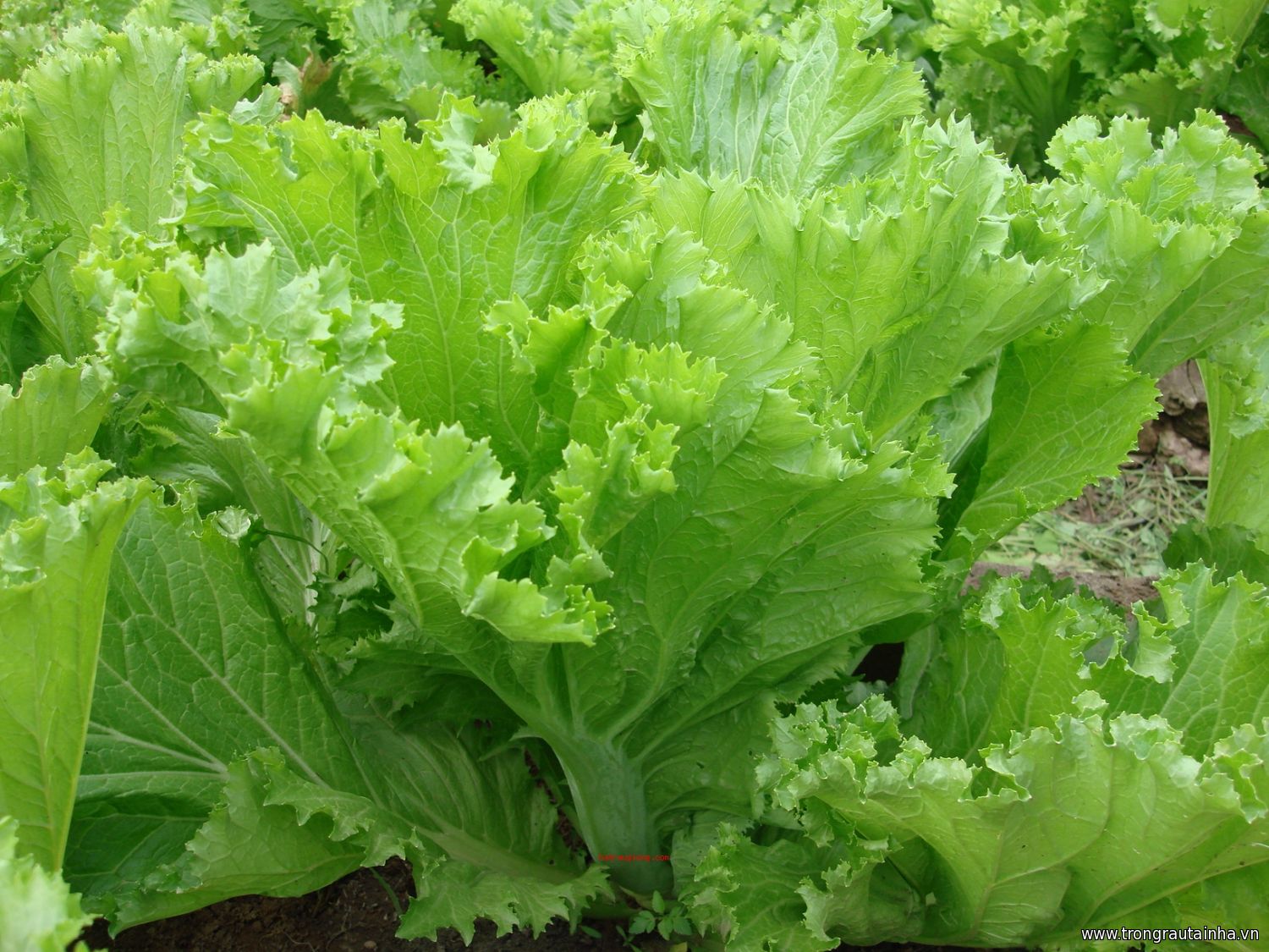 cai-be-vang Gói 20g hạt giống cải bẹ vàng