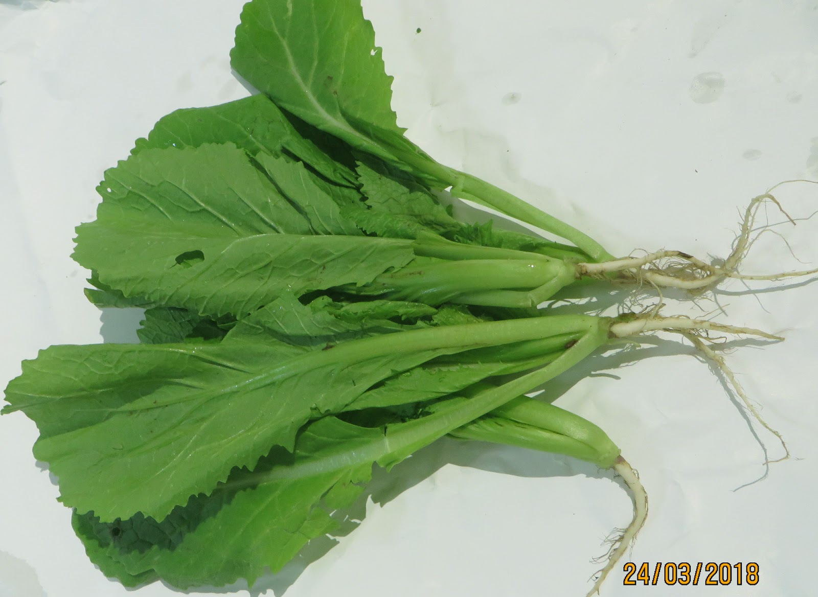 Gói 20g Hạt Giống Cải Bẹ Xanh Mỡ - Nanuseeds