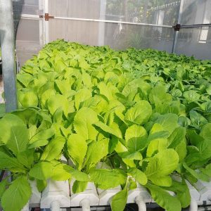 Gói 100g Hạt Giống Cải Bẹ Xanh Mỡ - Nanuseeds