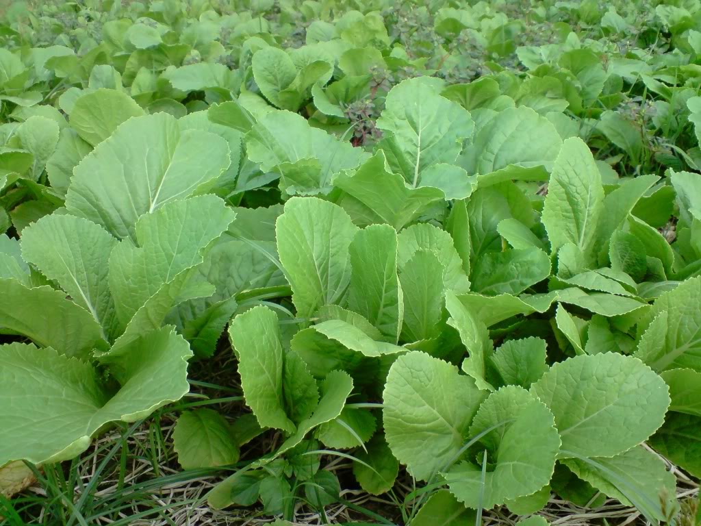 Gói 20g Hạt Giống Cải Bẹ Xanh Mỡ - Nanuseeds