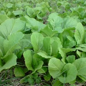 Combo 1kg rau muống lá tre + 2 gói 20gr cải bẹ xanh mỡ + 1 gói 100gr mầm bông cải xanh