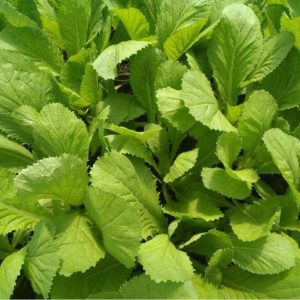 Gói 100g Hạt Giống Cải Bẹ Xanh Mỡ - Nanuseeds