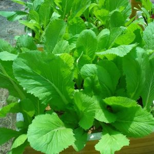 Gói 20g Hạt Giống Cải Bẹ Xanh Mỡ - Nanuseeds