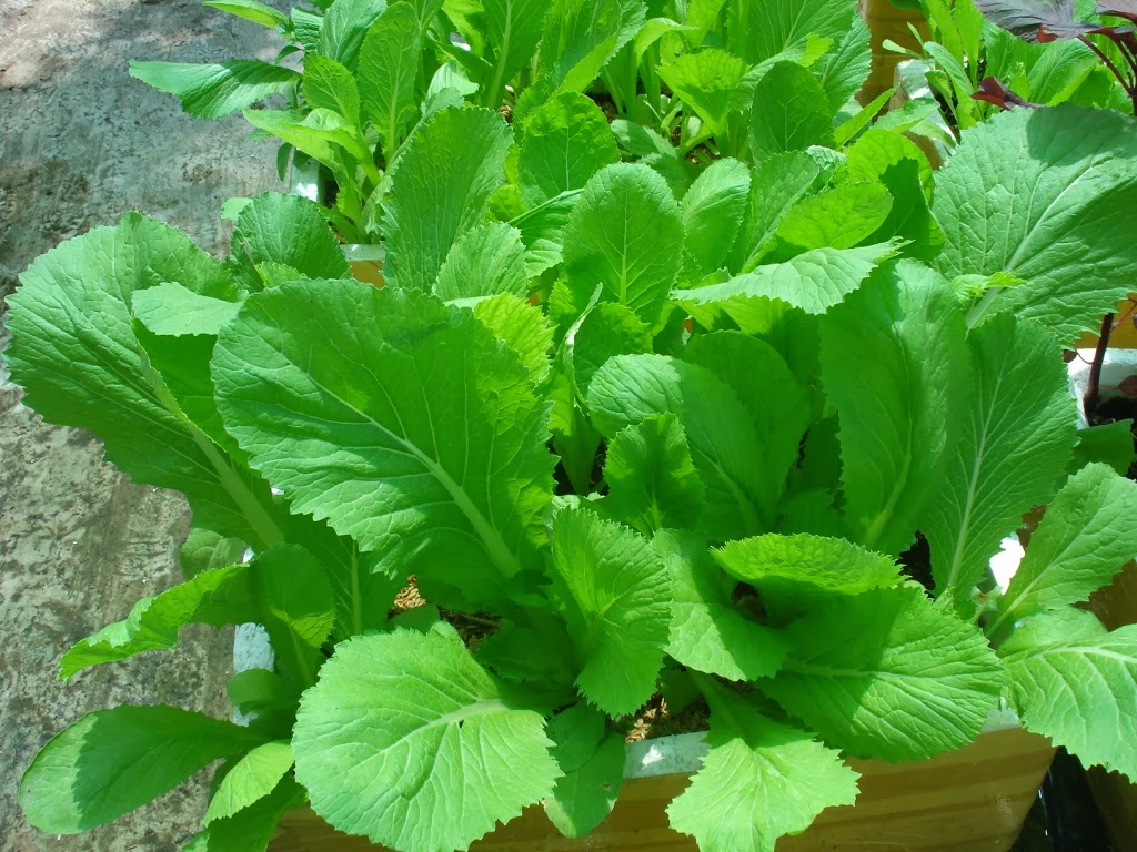 cai-be-xanh-nanuseeds-4-f644f26c-8188-46f7-9df1-1bf0f504d53d Gói 20g Hạt Giống Cải Bẹ Xanh Mỡ - Nanuseeds