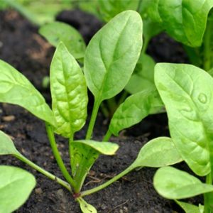 Gói 20g cải bó xôi Cửu Long