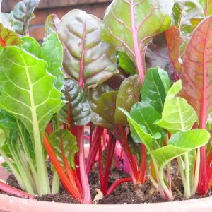 Gói 10g hạt giống cải cầu vồng