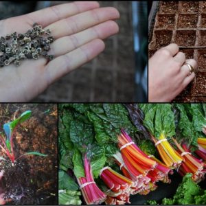 Gói 10g hạt giống cải cầu vồng