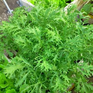 Gói 20g hạt giống cải xanh ngọt đuôi phụng