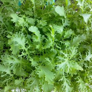 Gói 20g hạt giống cải xanh ngọt đuôi phụng