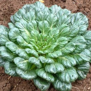 Gói 5g hạt giống cải hoa hồng