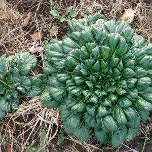 Gói 5g hạt giống cải hoa hồng