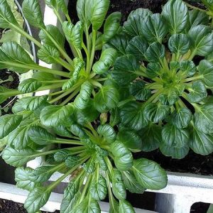 Gói 5g hạt giống cải hoa hồng