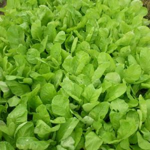 GÓI 20G HẠT GIỐNG CẢI MƠ ĐĂM