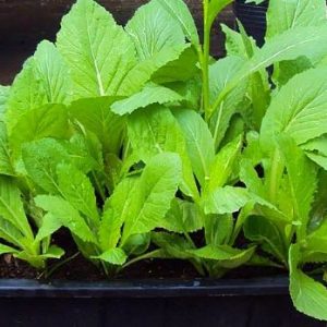 GÓI 20G HẠT GIỐNG CẢI MƠ ĐĂM