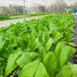 GÓI 20G HẠT GIỐNG CẢI MƠ ĐĂM