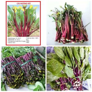 Gói 5gr hạt giống rau cải ngồng đỏ (tím)