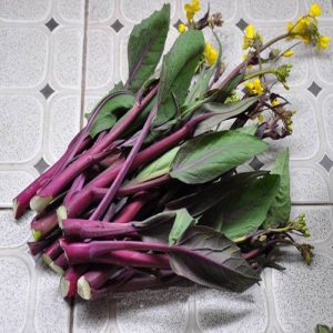 Gói 5gr hạt giống rau cải ngồng đỏ (tím)