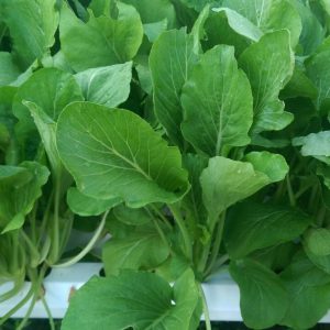 Gói 20g hạt giống cải ngọt cao sản - Nanuseeds