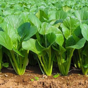 Gói 20g hạt giống cải ngọt cao sản - Nanuseeds