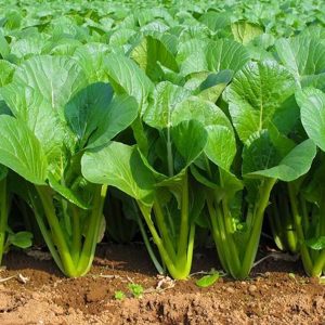 Gói 100g hạt giống cải ngọt cao sản - Nanuseeds