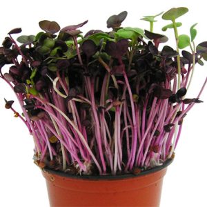 Gói 20g Hạt Giống Rau Mầm Cải Tím Malady_ Thế Giới Rau Mầm