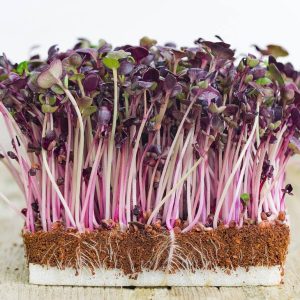 Gói 100g Hạt Giống Rau Mầm Cải Tím Malady_ Thế Giới Rau Mầm