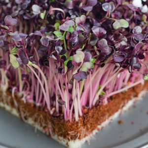 Gói 100g Hạt Giống Rau Mầm Cải Tím Malady_ Thế Giới Rau Mầm