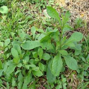 Gói 100  hạt giống Cải Trời