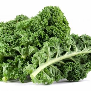 Chậu cây cải Kale trưởng thành - Brassica oleracea var. sabellica