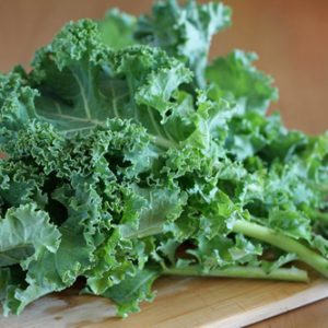 Chậu cây cải Kale trưởng thành - Brassica oleracea var. sabellica