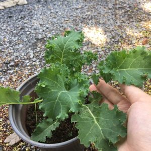 Chậu cây cải Kale trưởng thành - Brassica oleracea var. sabellica