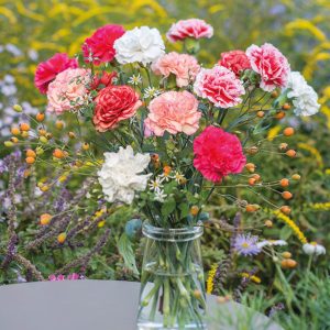 Gói 50 Hạt Giống Hoa Cẩm Chướng Nhiều Màu- NanuSeeds