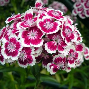 Gói 50 Hạt Giống Hoa Cẩm Nhung (Cẩm chướng chùm)- NanuSeeds