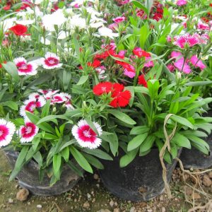 Gói 50 Hạt Giống Hoa Cẩm Nhung (Cẩm chướng chùm)- NanuSeeds