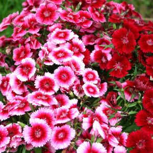 Gói 50 Hạt Giống Hoa Cẩm Nhung (Cẩm chướng chùm)- NanuSeeds