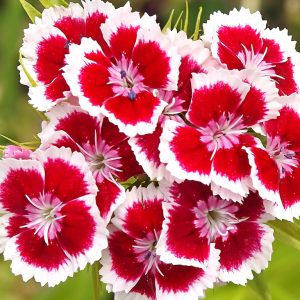 Gói 50 Hạt Giống Hoa Cẩm Nhung (Cẩm chướng chùm)- NanuSeeds