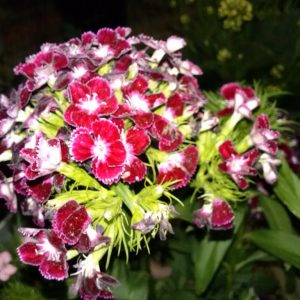 Gói 50 Hạt Giống Hoa Cẩm Nhung (Cẩm chướng chùm)- NanuSeeds