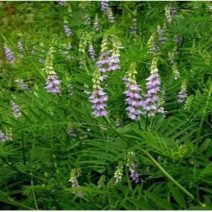 Gói 5  hạt giống Cam Thảo