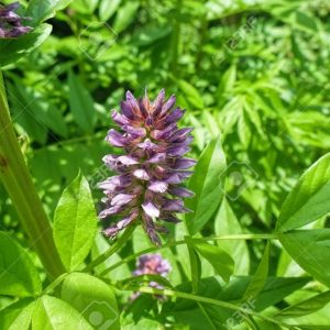 Gói 5  hạt giống Cam Thảo